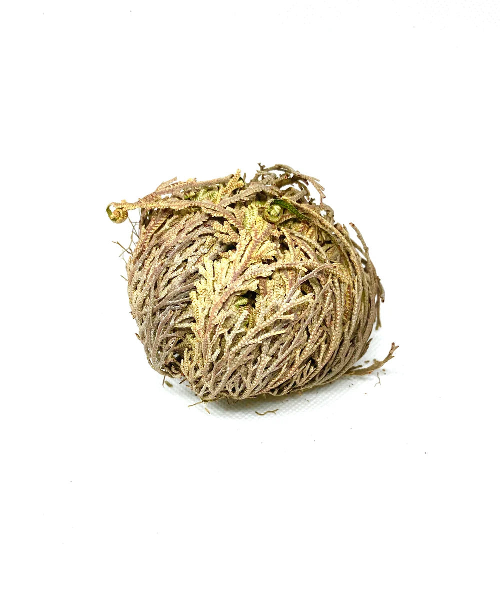 Rose of Jericho