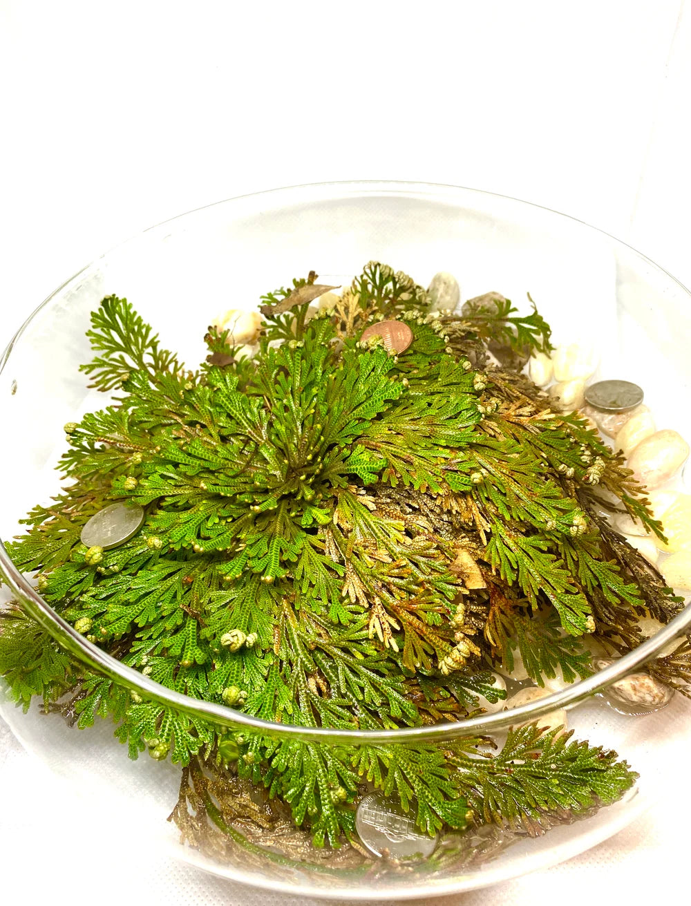 Rose of Jericho